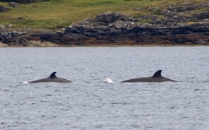 Two northern bottlenose whales in Loch Scridain, Isle of Mull, in 2008